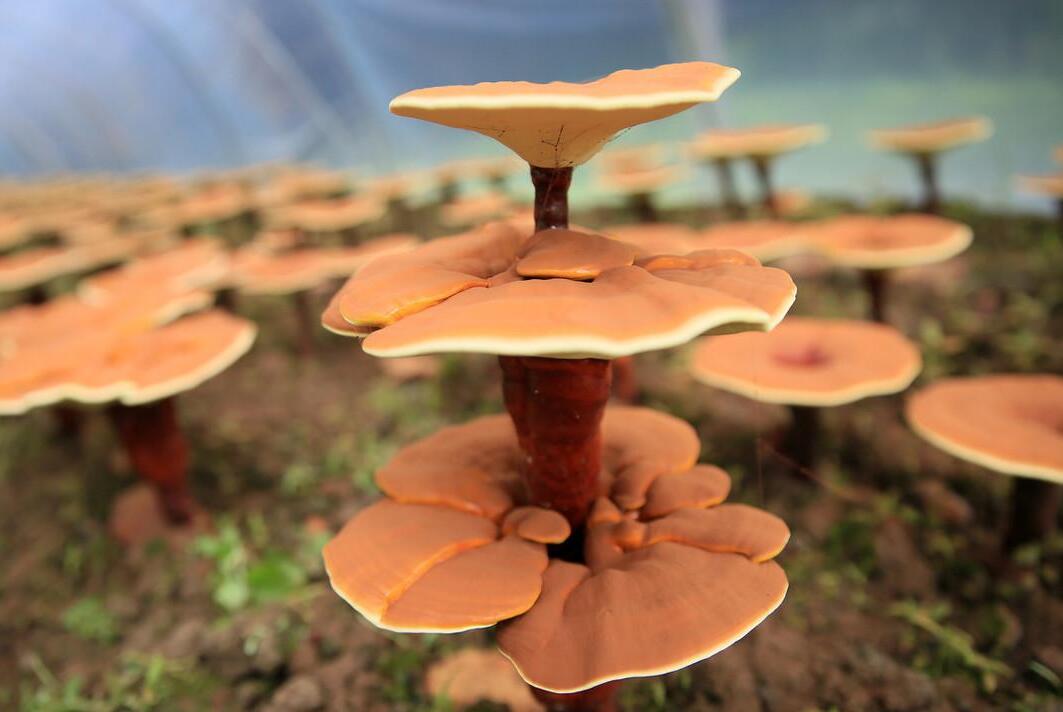 優質食用菌的培育管理